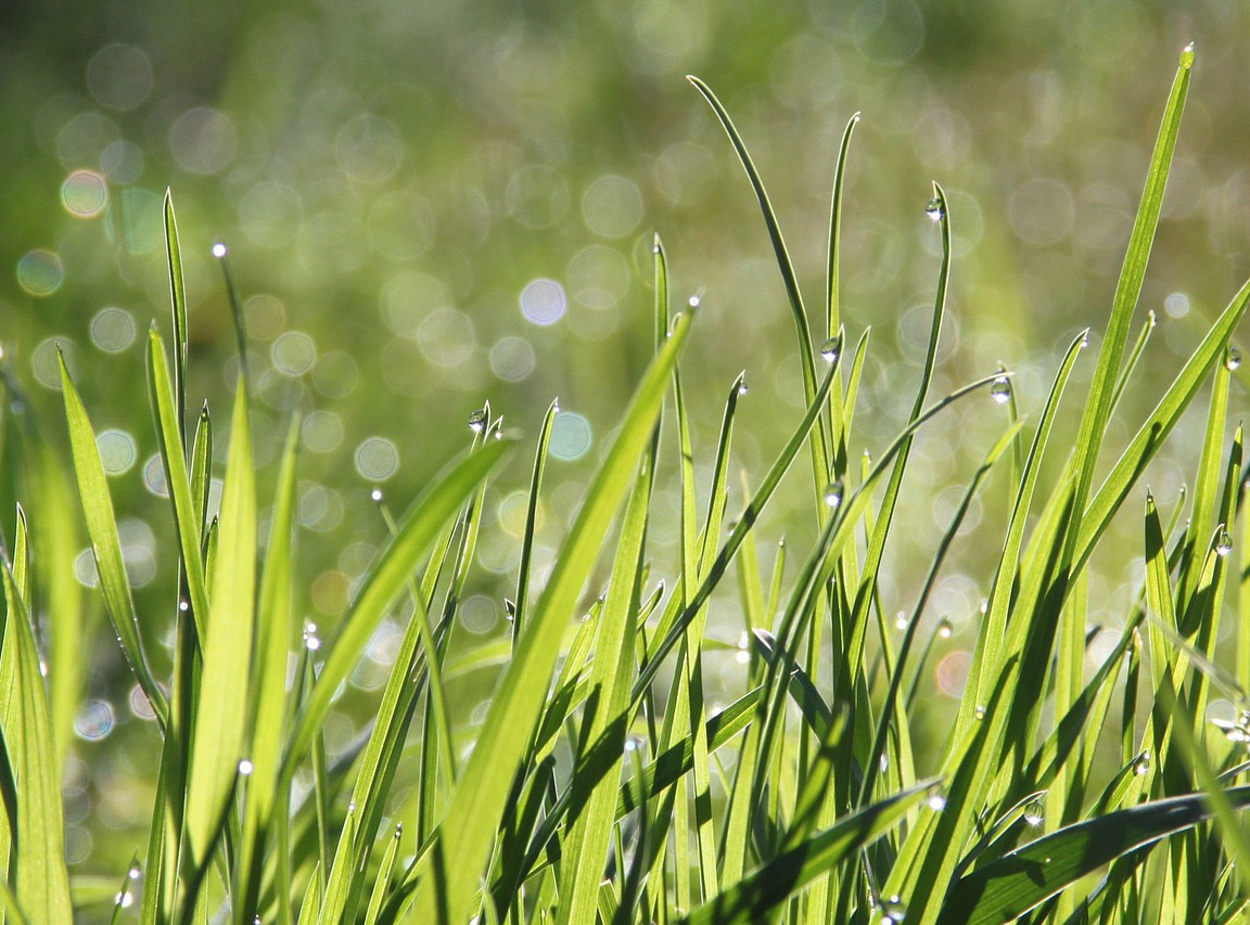 TG Brown Patch Grass image