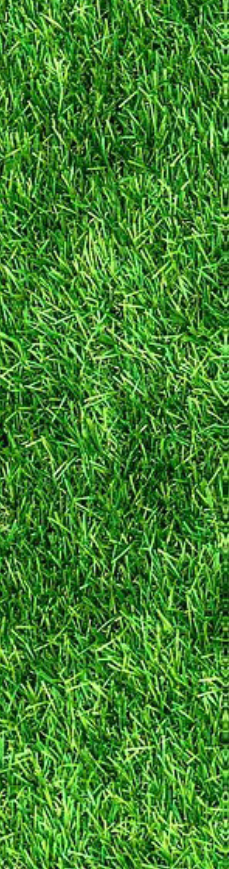 TG Ryegrass