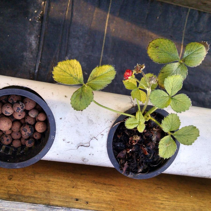 Plants 