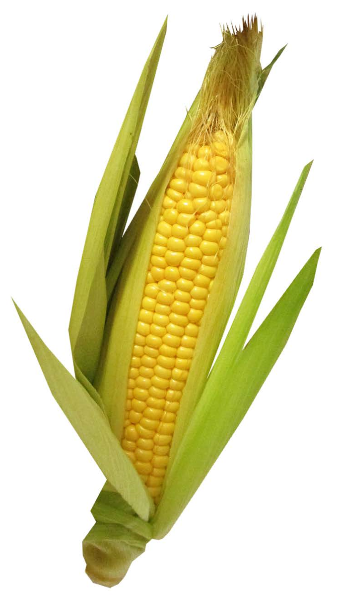 Belts. G. Divley St Corn 1