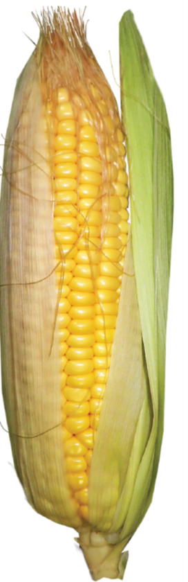 Belts. G. Dively Sweet Corn