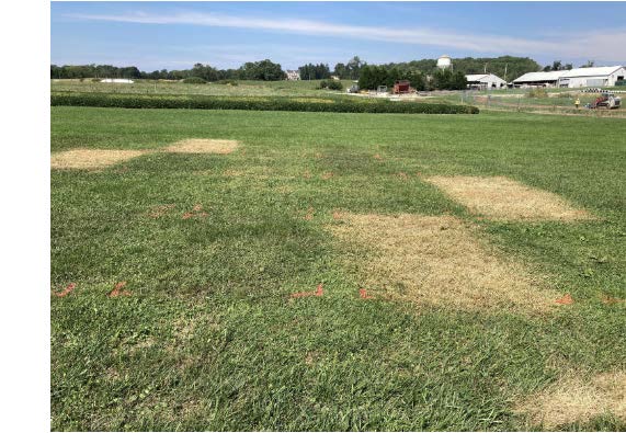 Fig 2 Efficacy of Turf Overview of plots