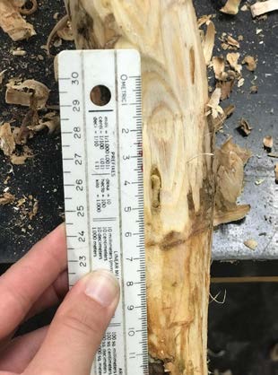 LESREC EAB larvae inside a chamber
