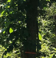 Fig 11 epicormic 