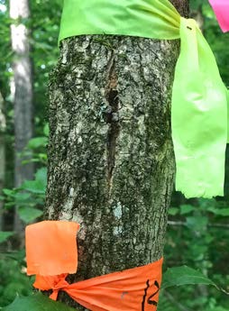 Fig 8 Bark split in an ash tree