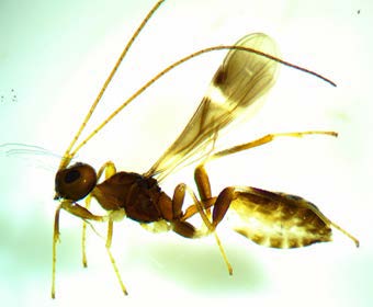 LESEREC Left Spathium parasitoid wasp