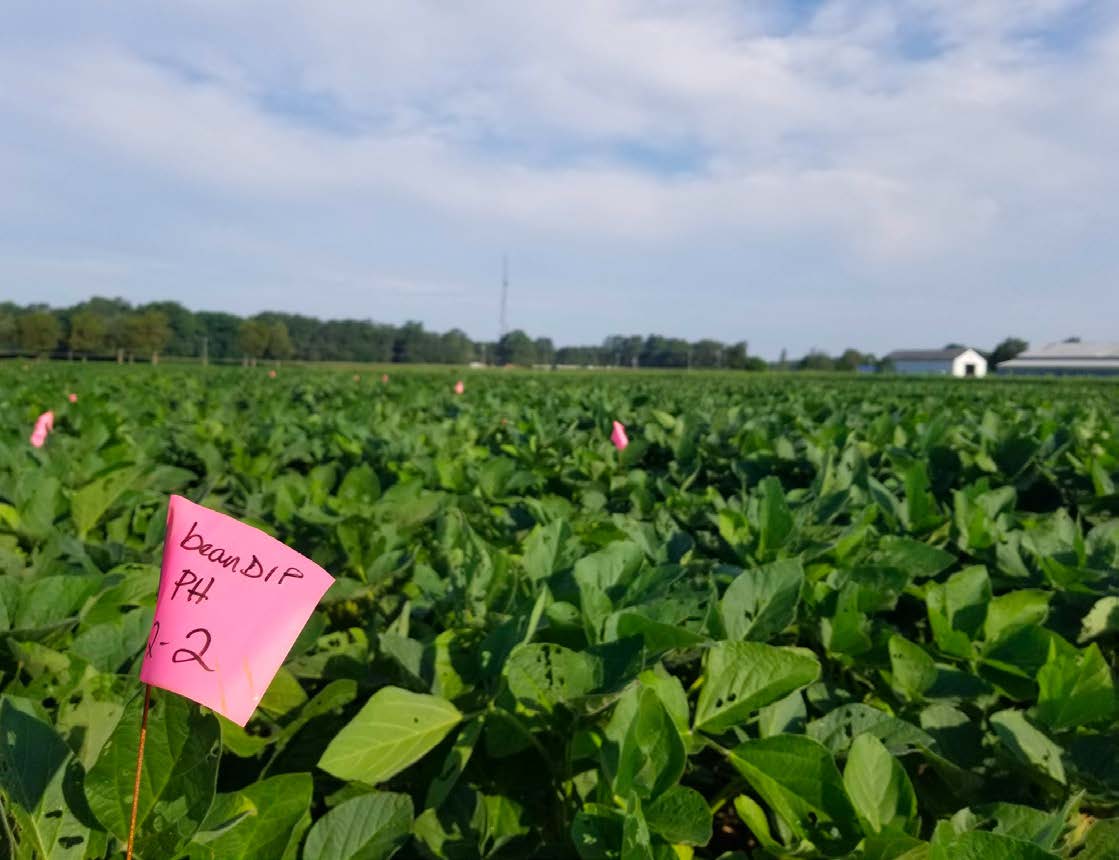 Soybean Research