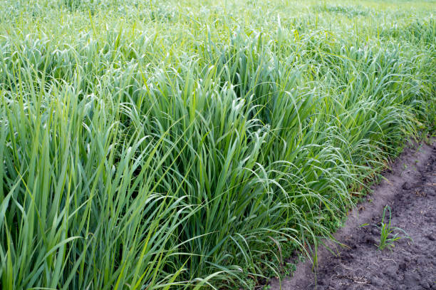 Switchgrass stock photo