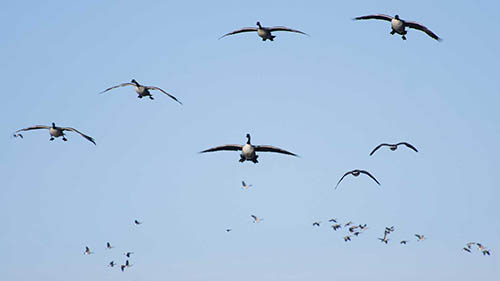 Birds flying in the air