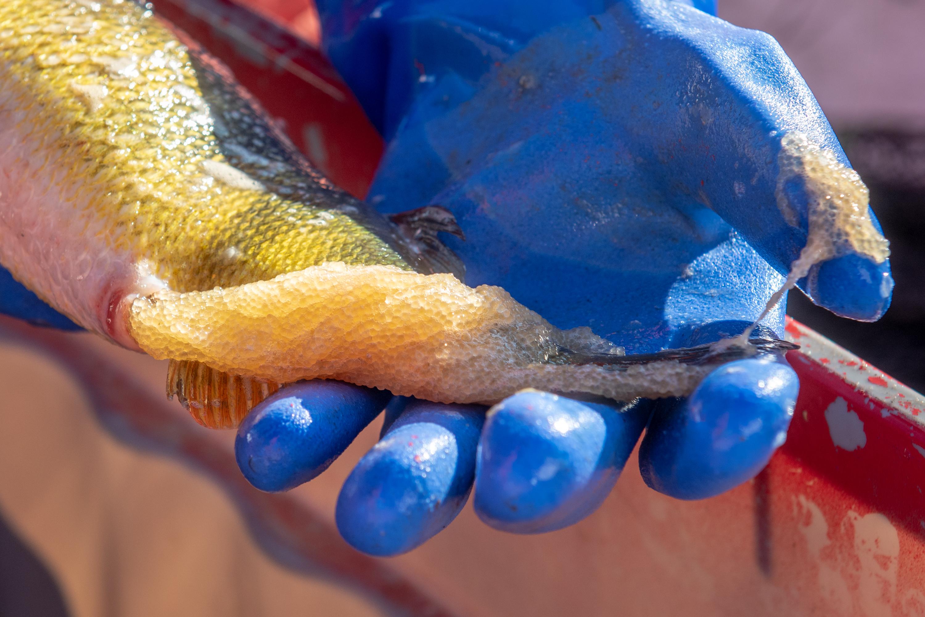 Yellow perch laying an egg chain, or ribbon