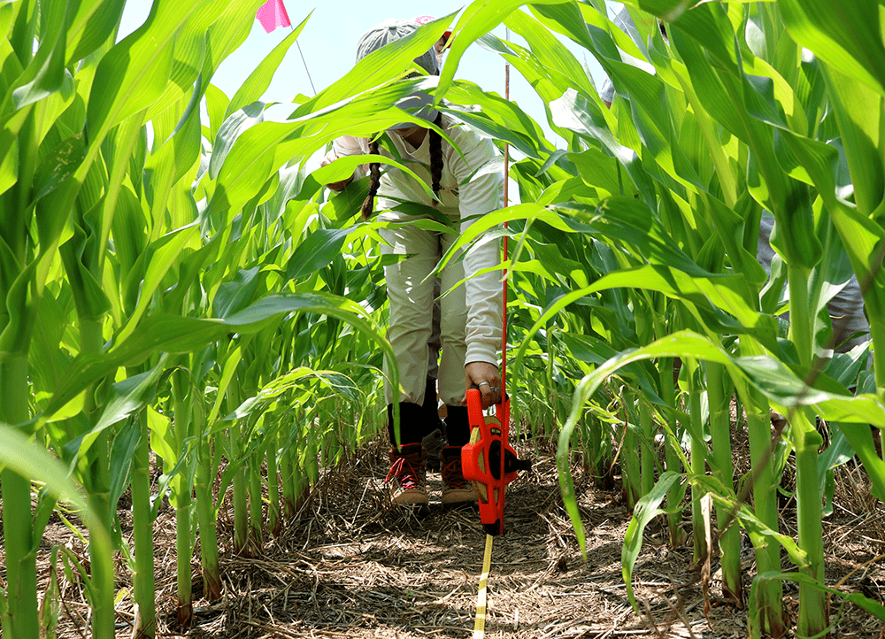 A researcher works in a field