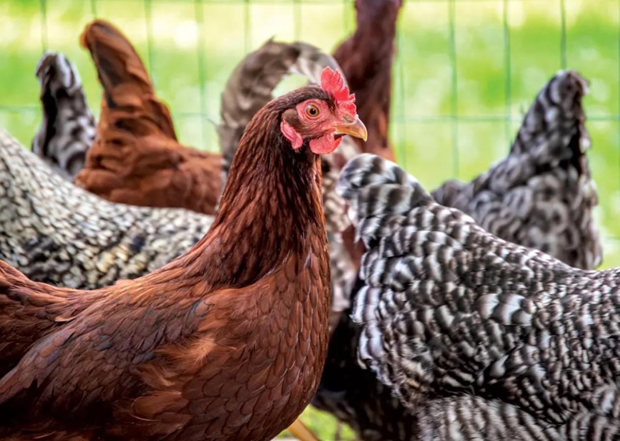 Chickens