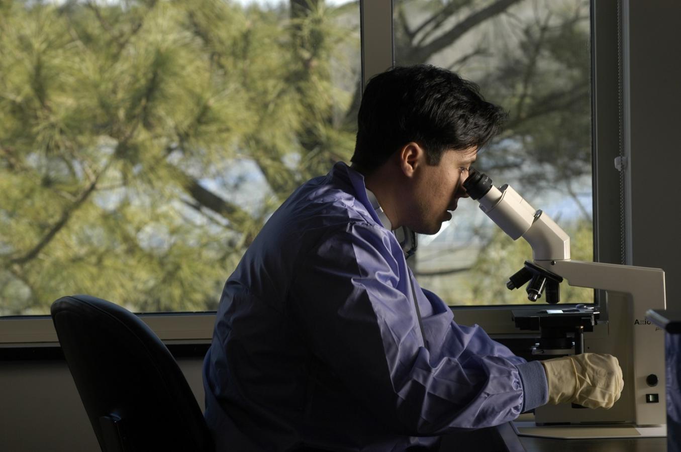 Researcher looking into a microscope