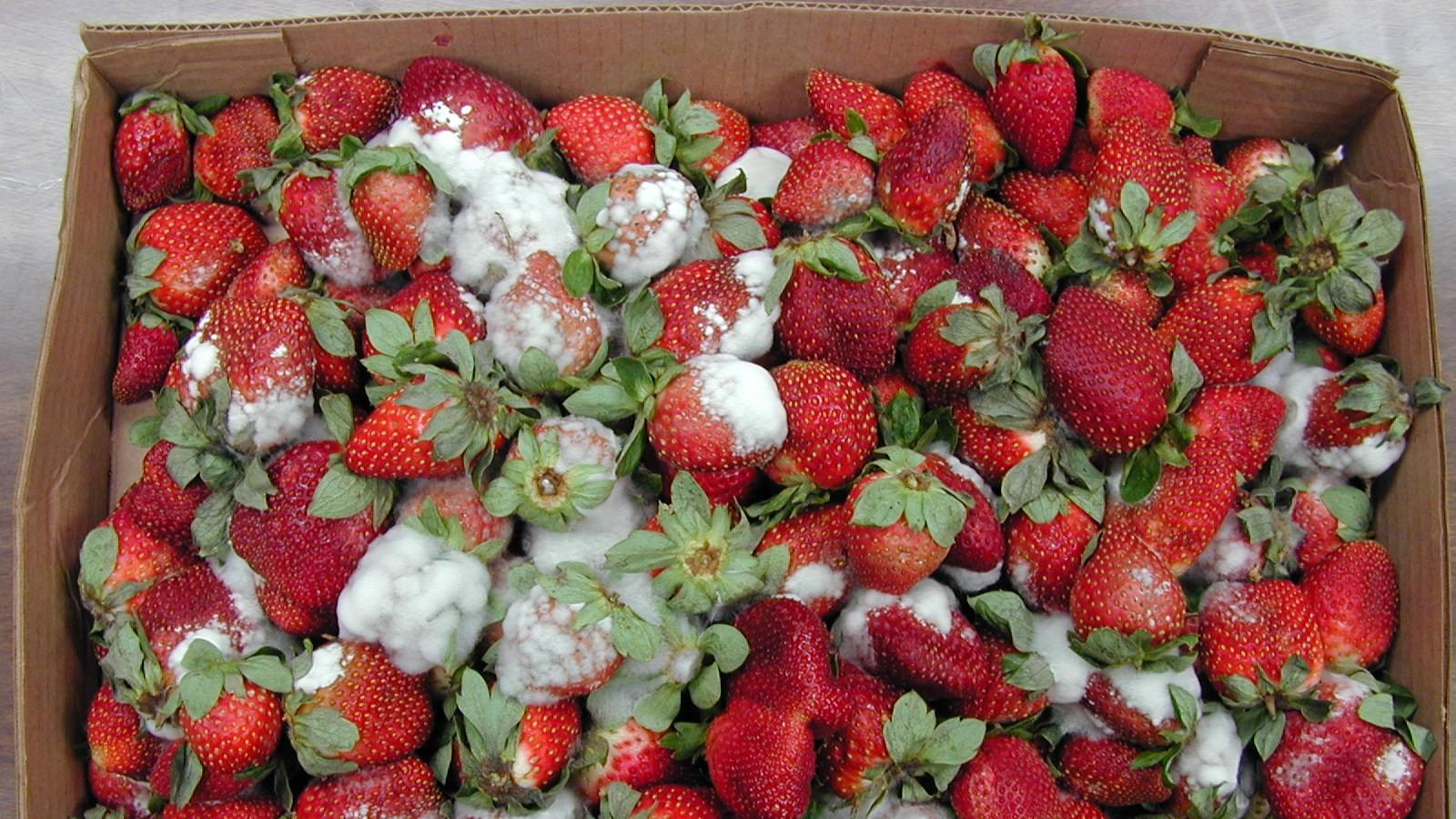 Molded strawberries