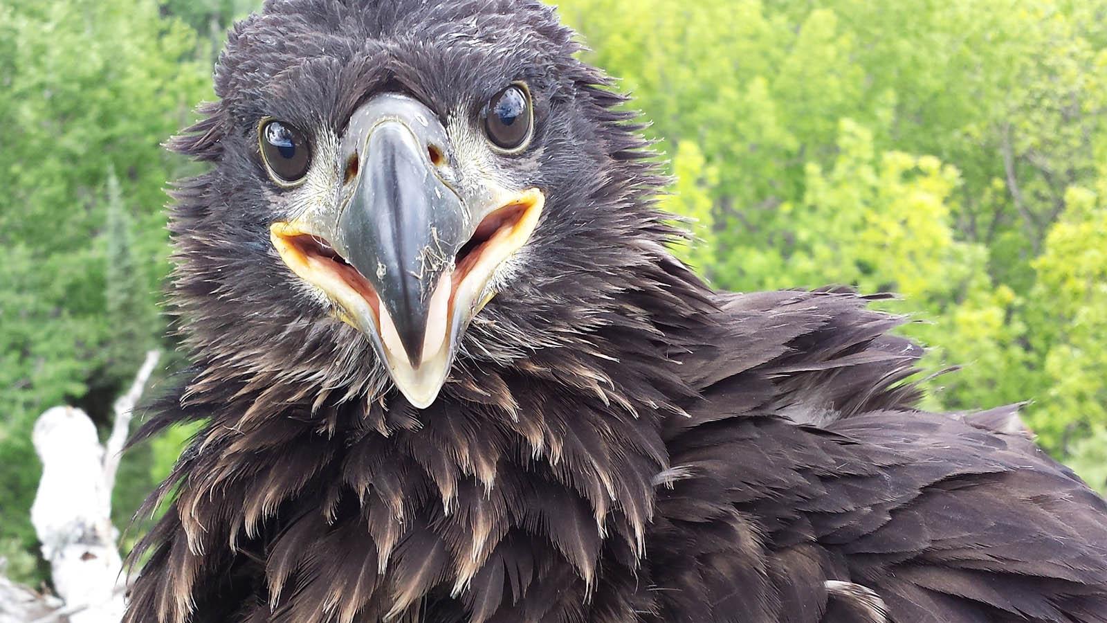 eagle in tree